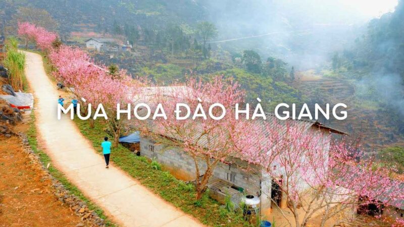 Ngắm hoa đào Hà Giang ở rữc rỡ khắp chốn 