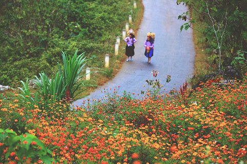 Hoa cúc cam Hà Giang 