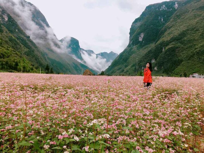 Ngắm hoa Tam giác mạch Hà Giang nở rực rỡ cả một khoảng trời 