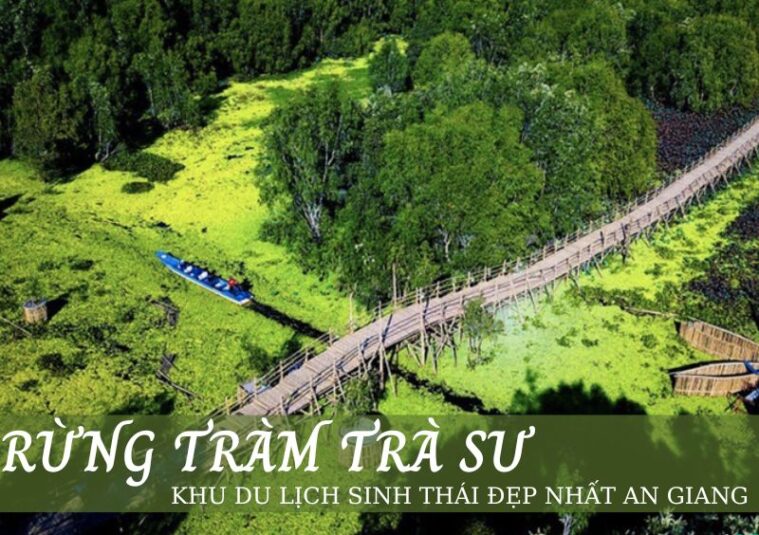 Tham quan rừng tràm bạn sẽ được đắm chìm vào thiên nhiên trong lành