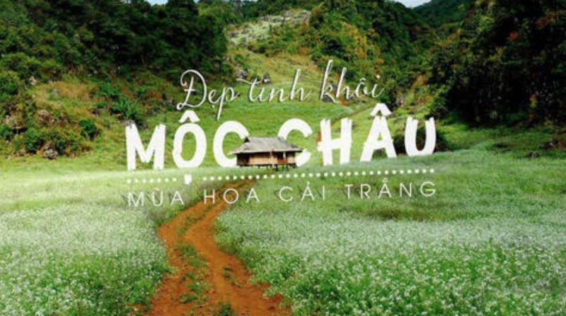 Mộc Châu tinh khôi mùa cải trắng 